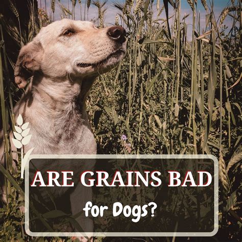 Is corn gluten bad for dogs